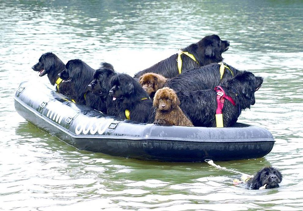 Ньюфаундленд длина реки. Ньюфаундленд. Собаки спасатели породы ньюфаундленд. Собака водолаз ньюфаундленд. Водолаз ньюфаундленд спасатель.