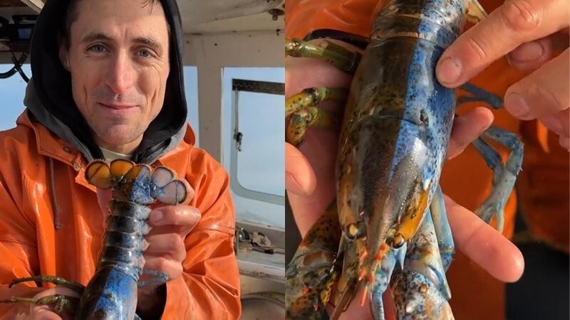 Рыбак поймал омара с мужскими и женскими половыми органами