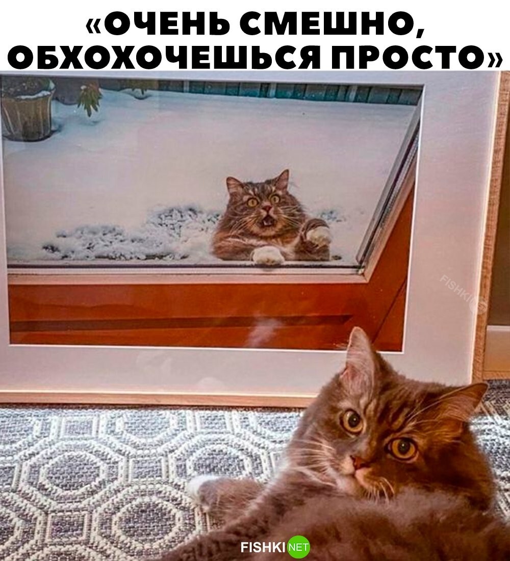 Бедный кот