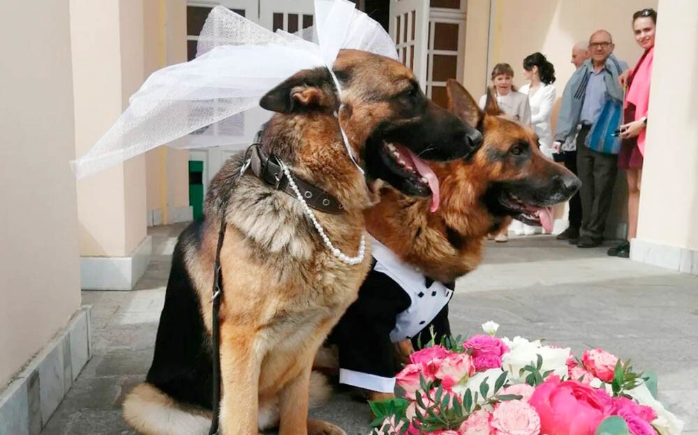 Какими разными стали церемонии бракосочетания