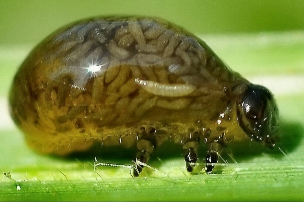 Личинка в которой живут личинки. Матрёшка мира насекомых