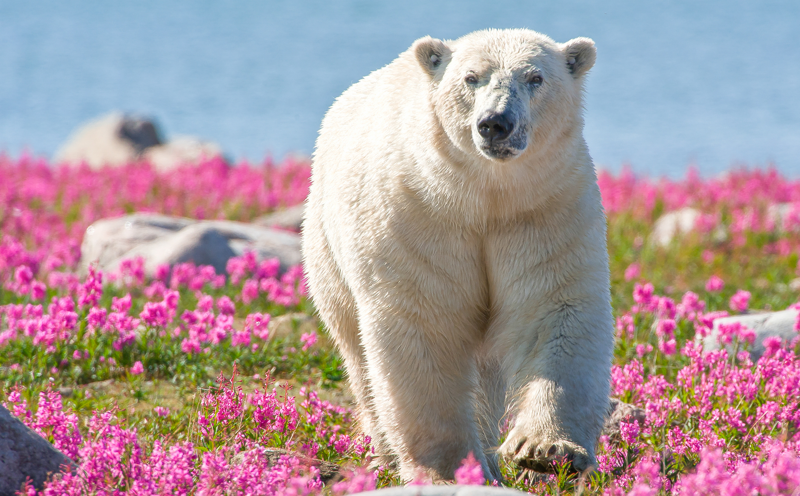 Любопытные факты о белых медведях