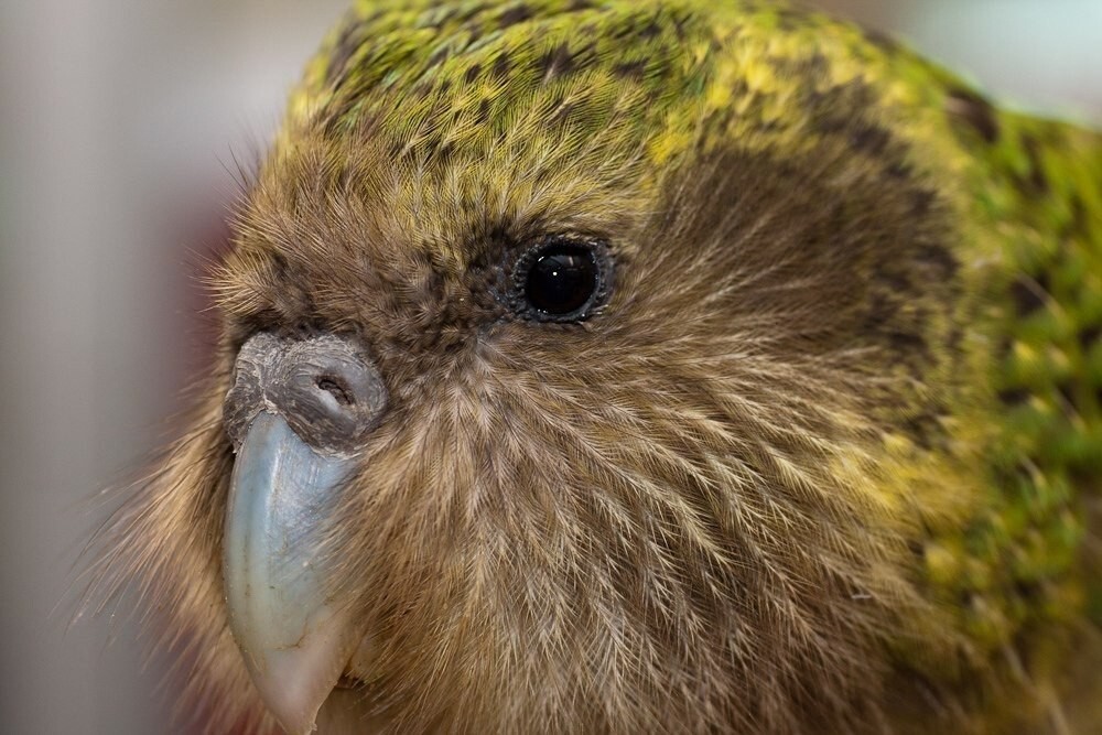 Милый нелепый птиц, которому из-за особенностей физиологии грозит вымирание