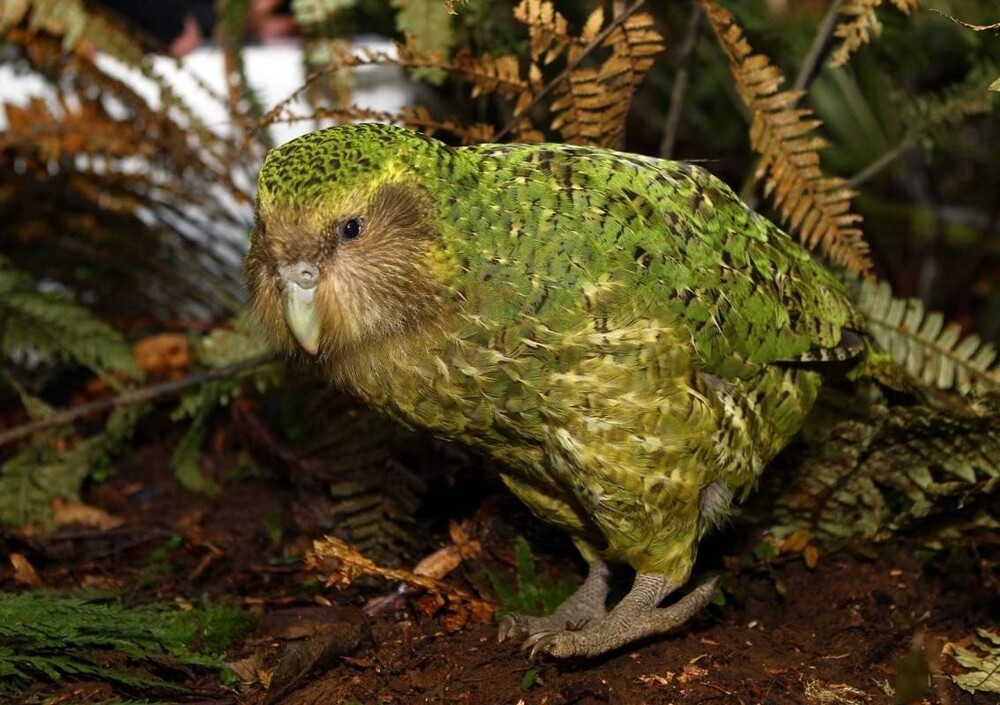 Милый нелепый птиц, которому из-за особенностей физиологии грозит вымирание