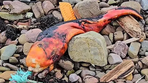 На британском пляже обнаружили странное оранжевое создание