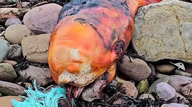 На британском пляже обнаружили странное оранжевое создание