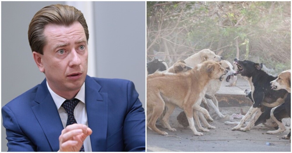 Депутат Госдумы обратился в прокуратуру после одобрения в Бурятии эвтаназии для бродячих собак