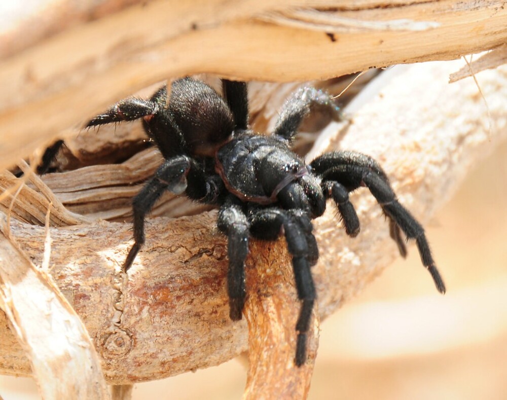Сиднейский воронковый паук – скромник, который может организовать массу проблем