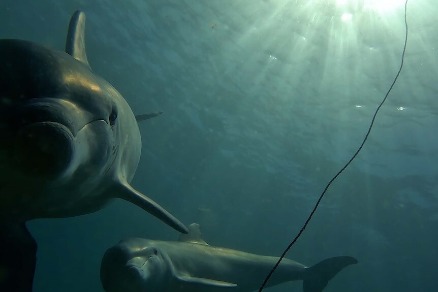 Дельфины научились воровать наживку у ловцов крабов