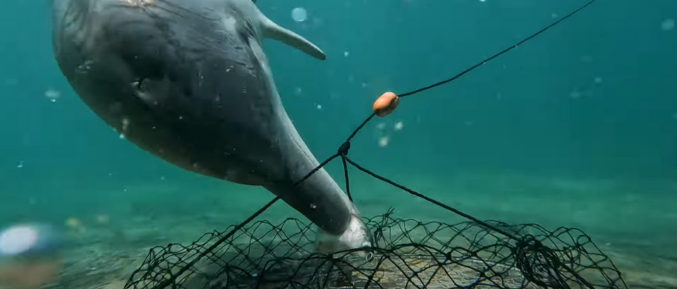 Дельфины научились воровать наживку у ловцов крабов