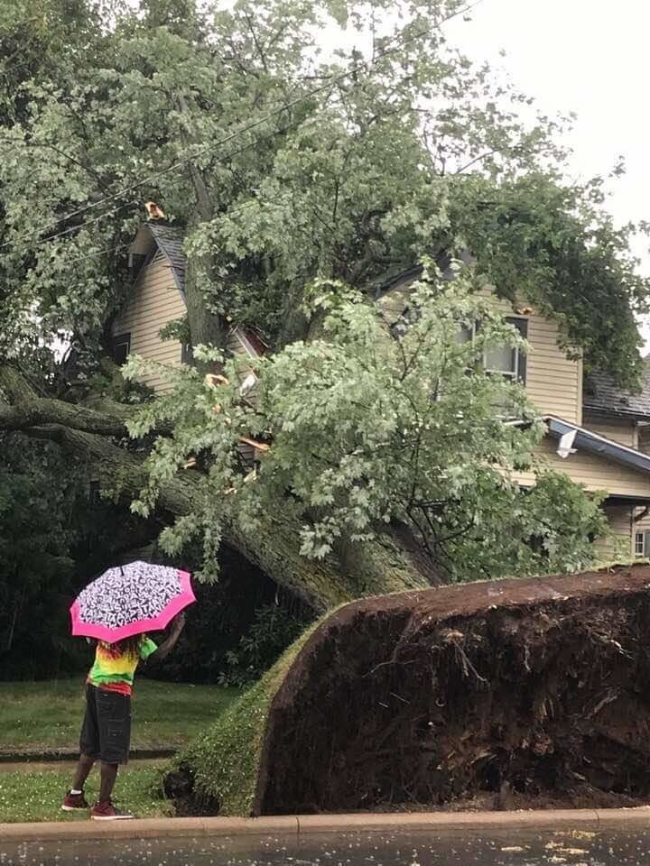 19. Ураган выкорчевал дерево 