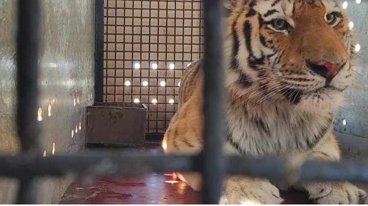 Конфликтный тигр из Хабаровского края снова переехал