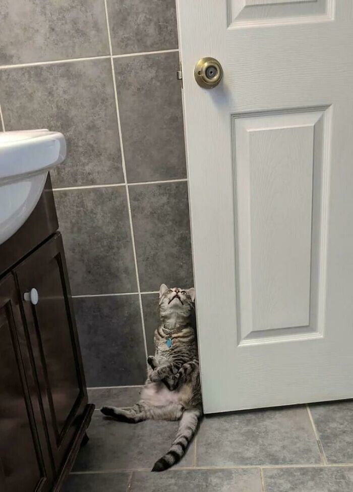 19. «Почему кошки всегда чудят в ванной комнате?»