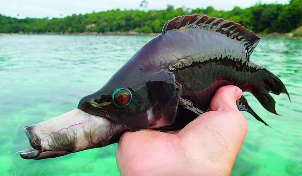 Большеротый губан: диковинная рыба, которую сложно забыть