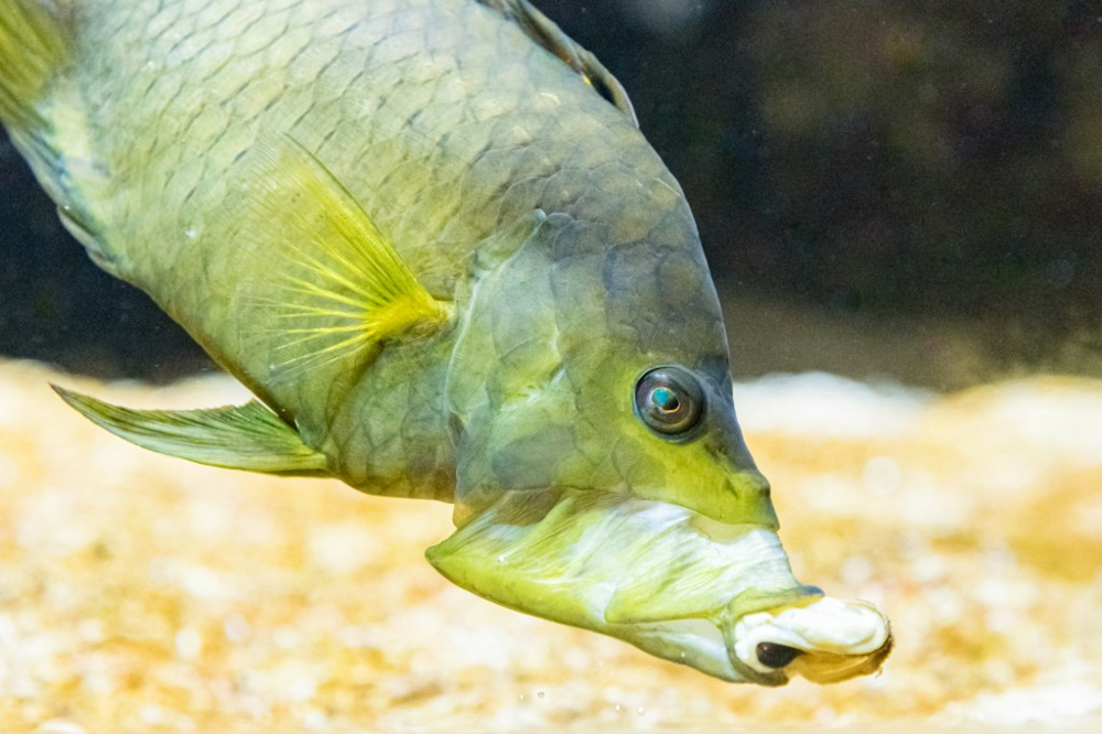 Большеротый губан: диковинная рыба, которую сложно забыть