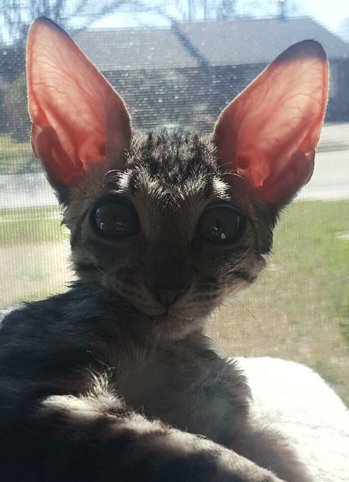 8. "У моего нового котёнка огромные уши. Никогда таких не видела"