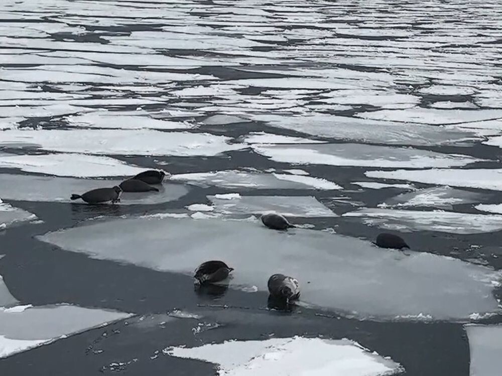 Нерпы дрейфуют на льдинах по Байкалу