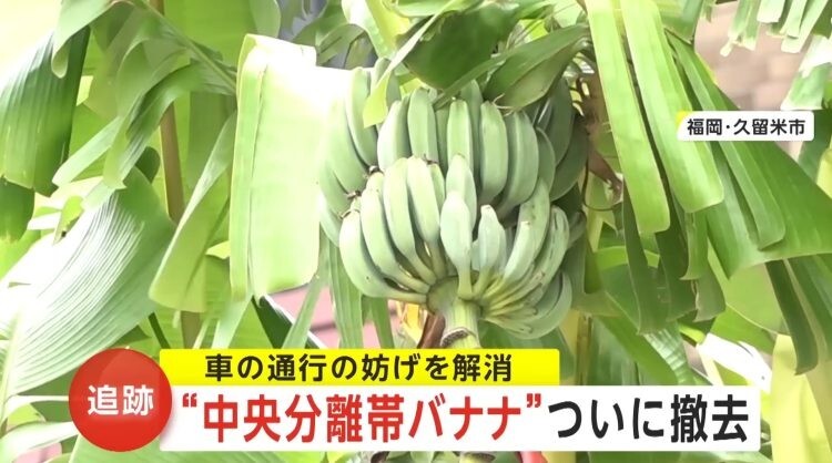 Японец два года выращивал бананы посреди дороги
