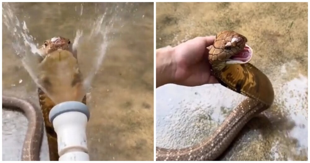 Королевская кобра принимает душ 