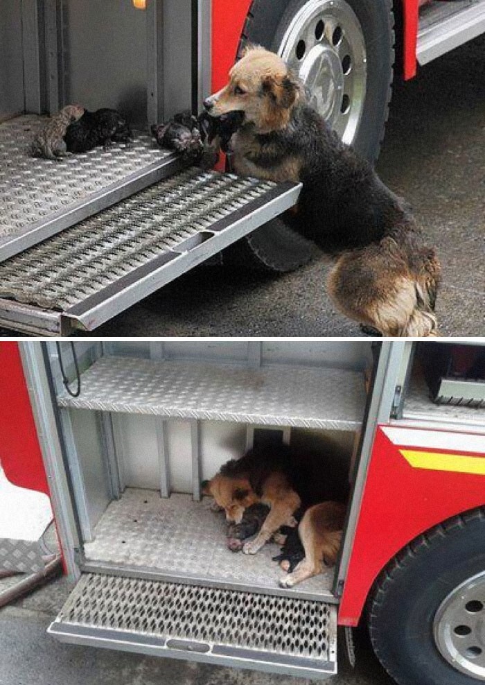 10. Эта мама-собака спасла своих щенков от пожара и посадила их в пожарную машину