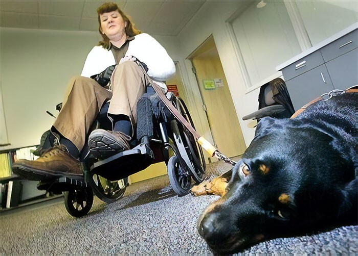 2. Собака вызвала скорую помощь, когда у ее хозяйки случился приступ и она выпала из инвалидной коляски. Ее приучили звать на помощь, нажимая носом кнопку на телефоне