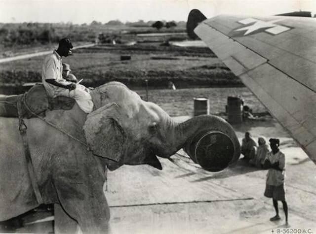 20. Слон помогает загружать американский самолёт, 1945 год