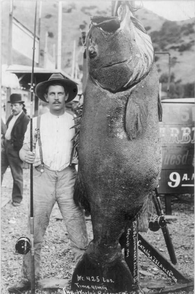 26. Рыбак Эдвард Ллевеллен поймал самого большого в мире чёрного морского окуня весом 192 кг, 1903 год