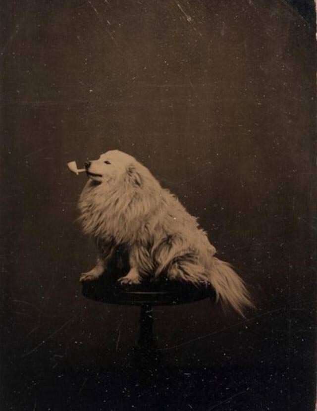 16. Пёс позирует с трубкой, 1875 год