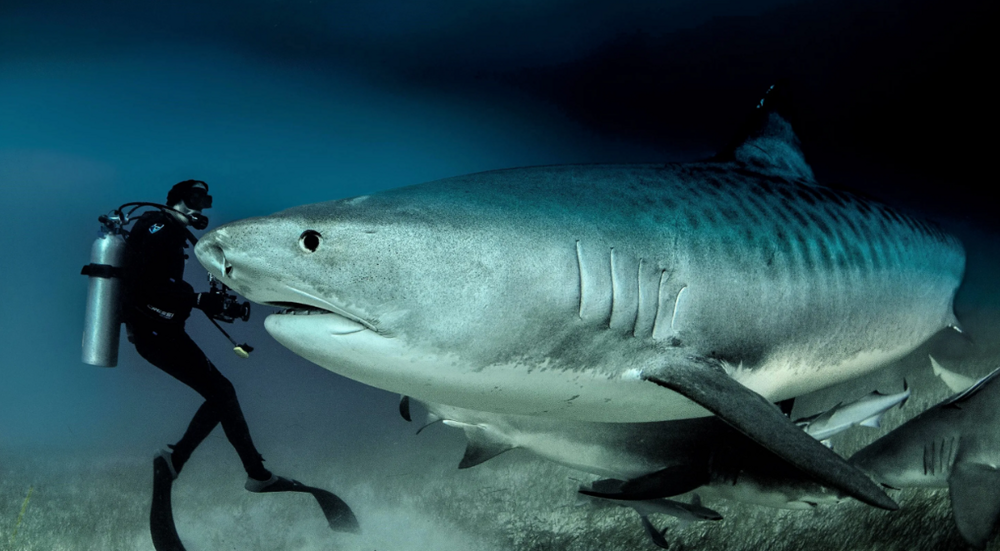 Тигровая акула: грозная морская хищница