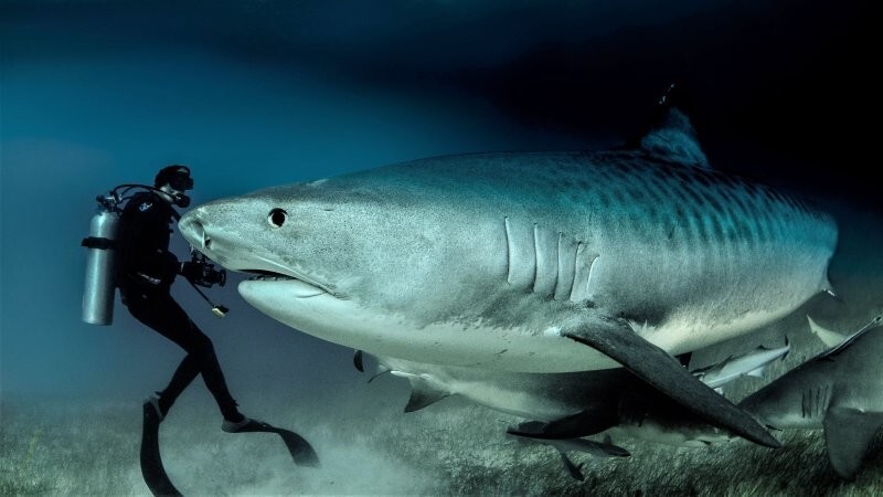 Тигровая акула: грозная морская хищница