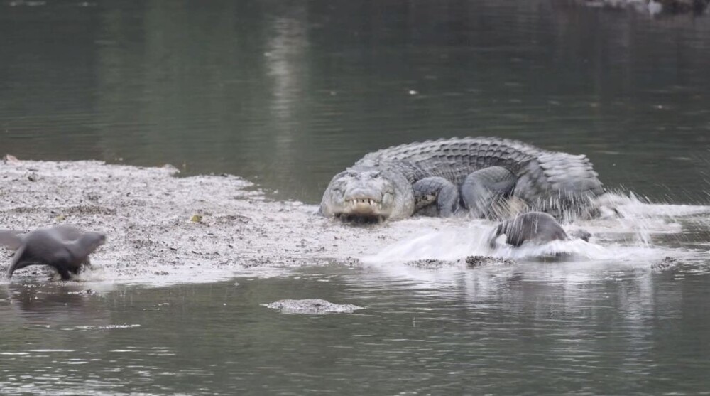 Задиристые выдры достают крокодила