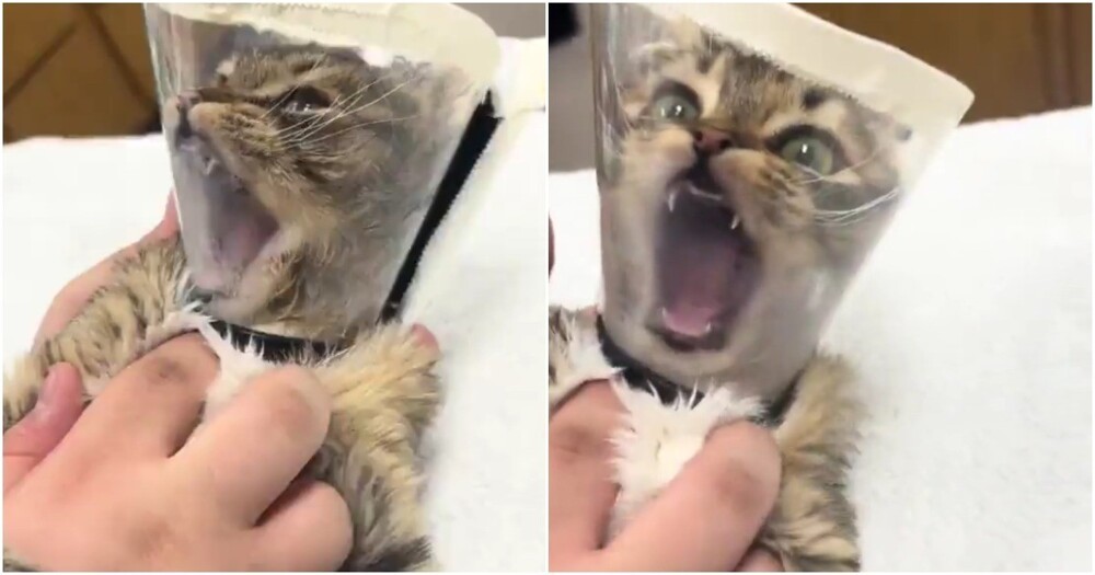 Котику временно запретили кусаться