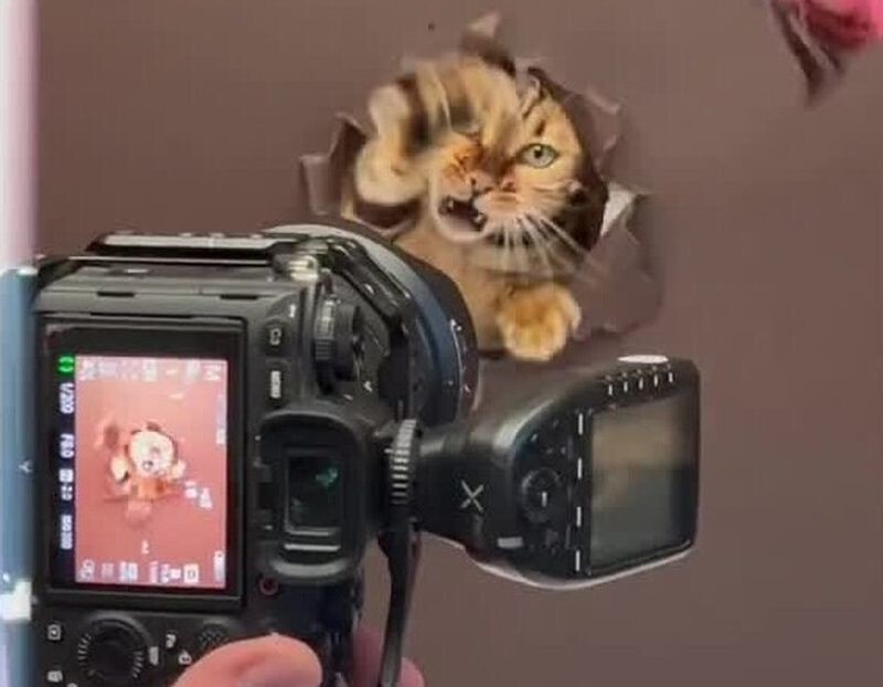 Прикольная идея для фотосессии кота