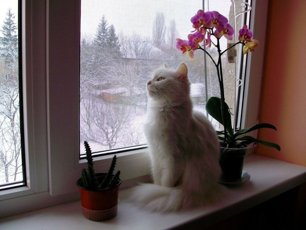 31.	Белый снег, белый кот
