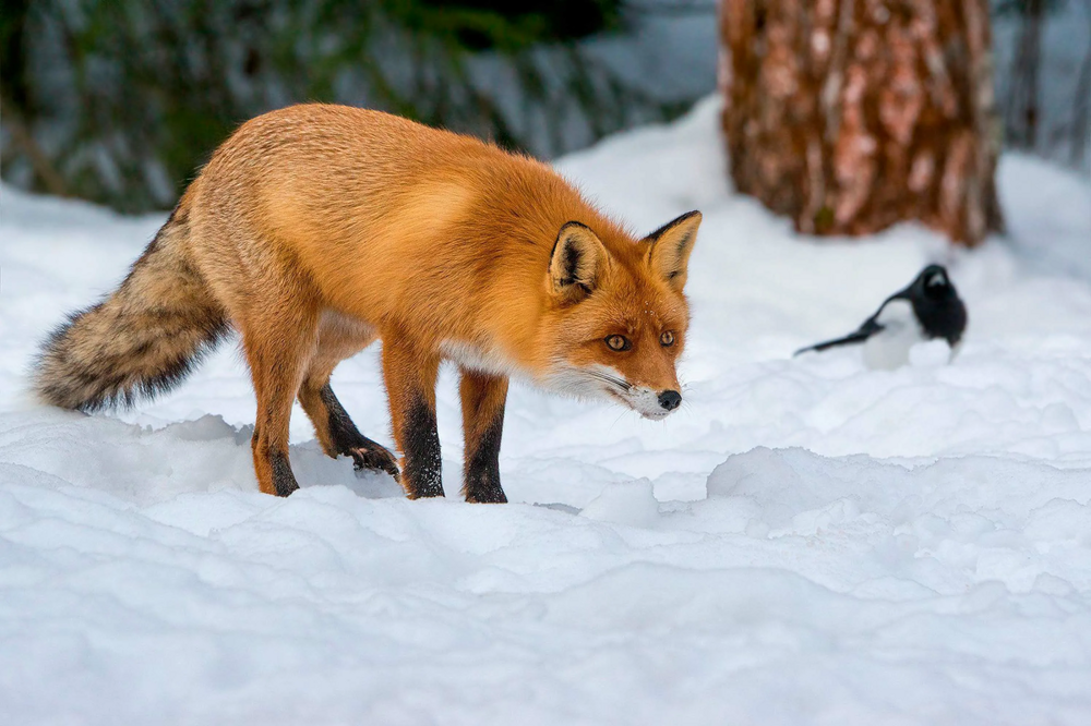 Мышкование: что помогает лисицам в поимке добычи зимой