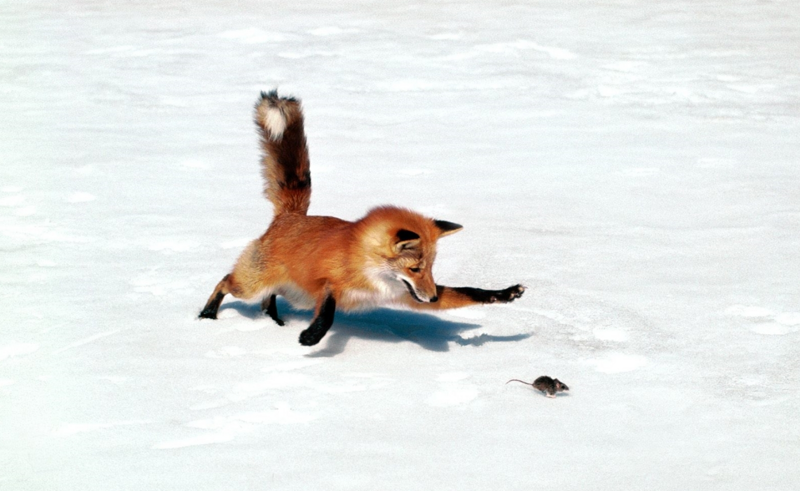 Мышкование: что помогает лисицам в поимке добычи зимой