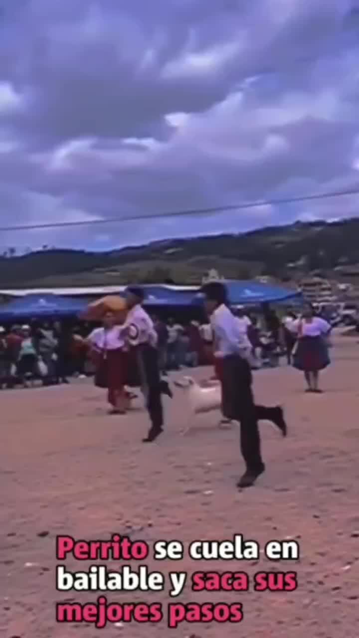 В нашей школе танцев даже собаку сутулую научат танцевать  