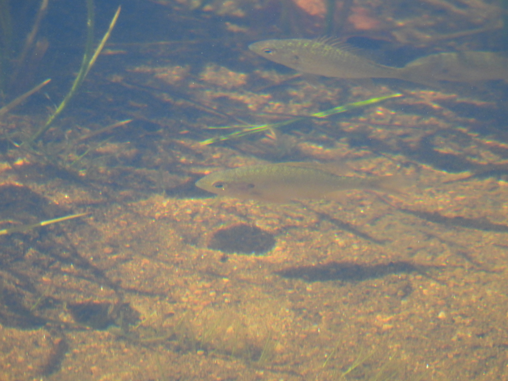 Солнечный окунь: рыба выгоняет нормальных окуней из водоёмов и бесконтрольно размножается