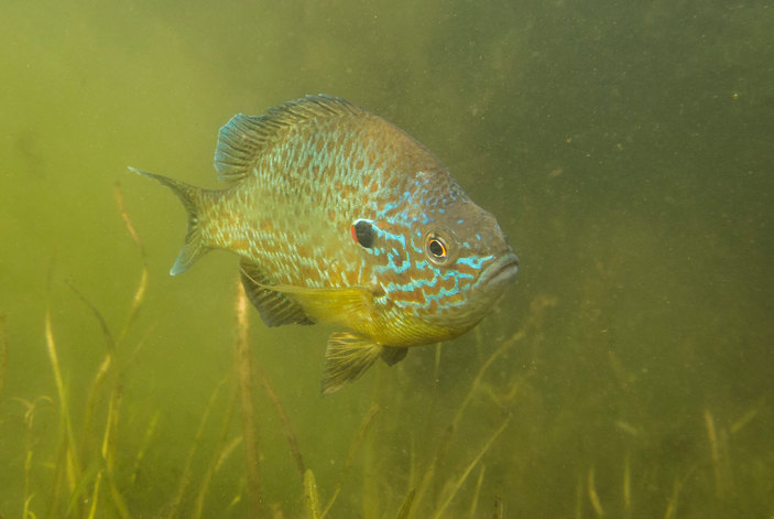 Солнечный окунь: рыба выгоняет нормальных окуней из водоёмов и бесконтрольно размножается
