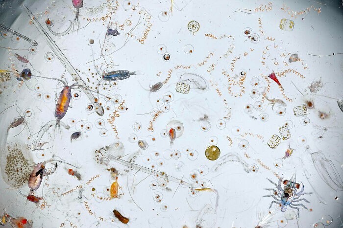 7. Капля морской воды под микроскопом