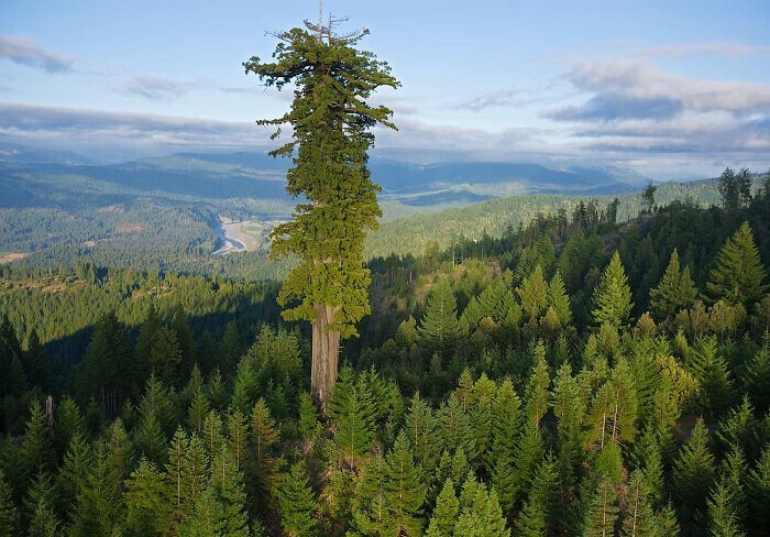 12. Гиперион - секвойя вечнозелёная в северной Калифорнии, США. Его высота - 116 м, является самым высоким живым деревом на Земле