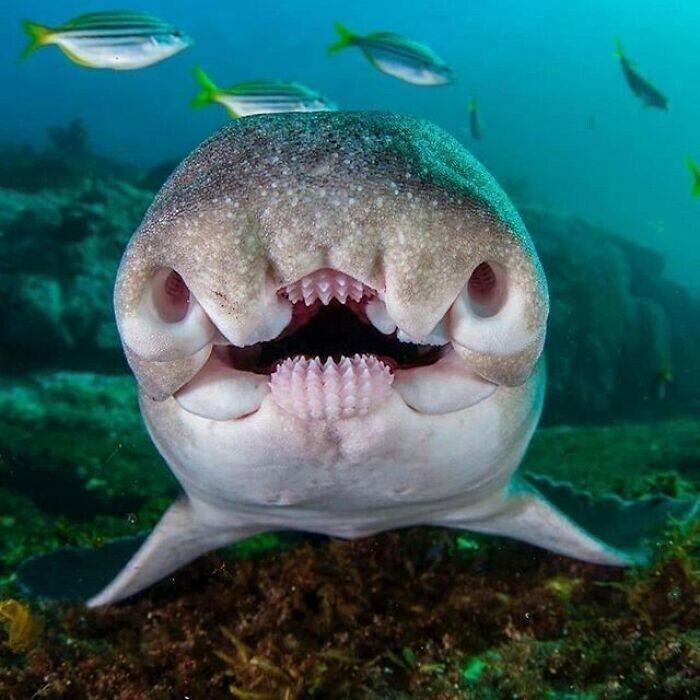 30. Австралийская бычья акула