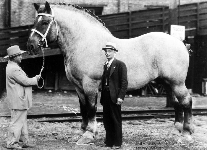 20. Бруки — самый большой конь в мире. Он весил 1451 кг и имел рост 198 см