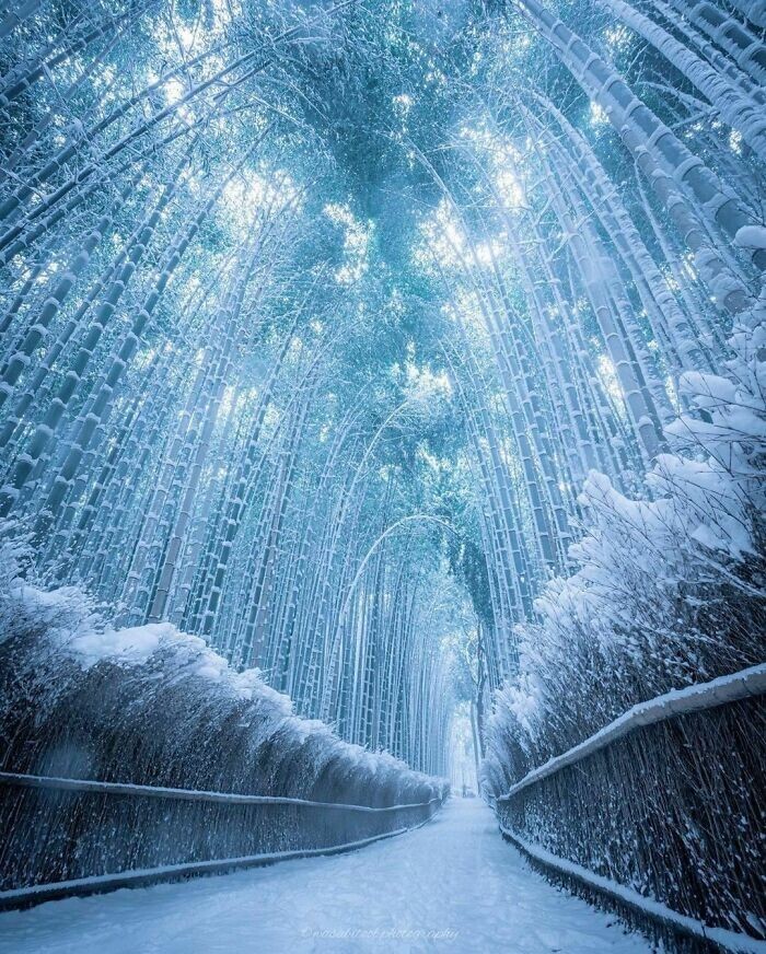 2. Замёрзшая бамбуковая тропа в Киото