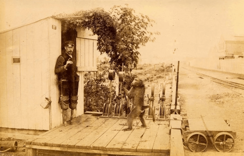 40. Павиан по кличке Джек официально работал на южноафриканских железных дорогах (1881-1890) в качестве сигнальщика. Он получал 20 центов в день и полбутылки пива в неделю