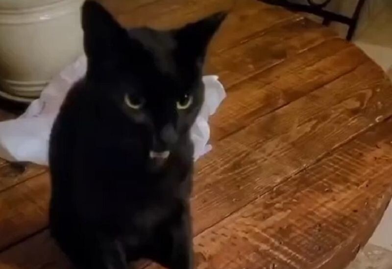 Реакция кота на кошачью мяту