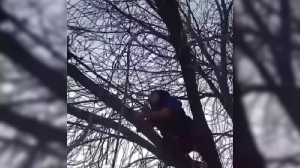 В Барнауле женщина спасла котёнка, застрявшего на дереве