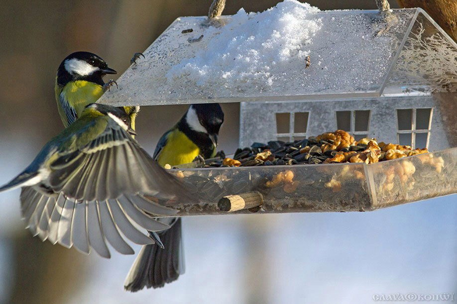 Как правильно подкармливать птиц зимой?