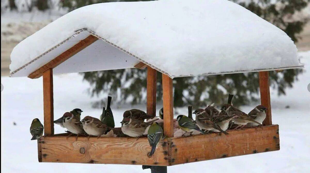 Как правильно подкармливать птиц зимой?
