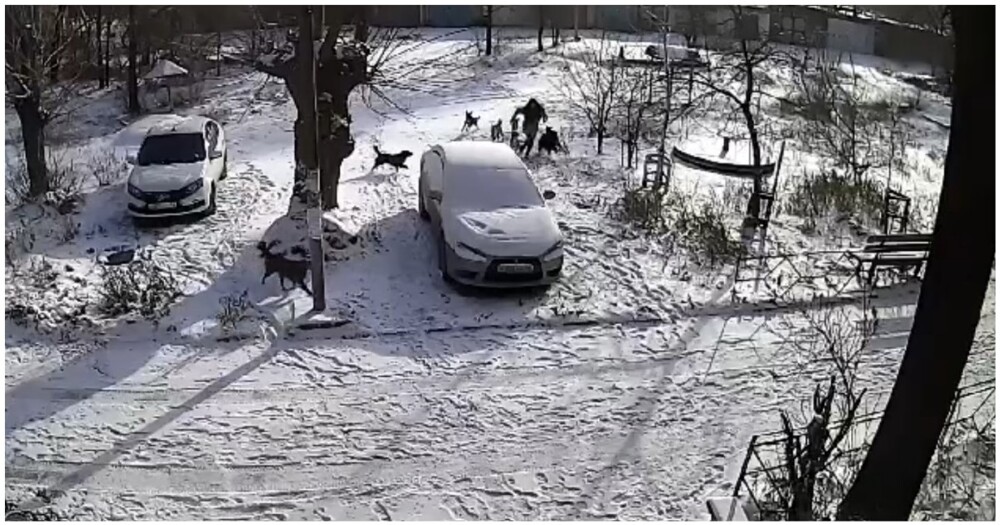 Нападение стаи собак на женщину в Орске попало на видео